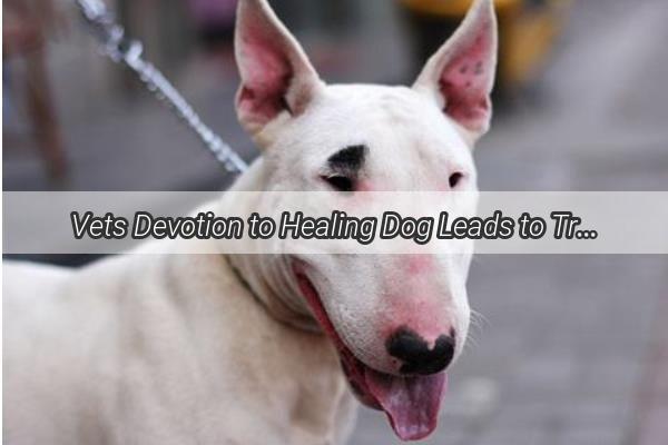 Vets Devotion to Healing Dog Leads to Tragic Disfigurement A HeartWrenching Tale of Love and Loss